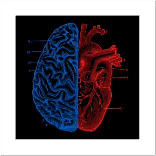 Heart and Brain Posters and Art